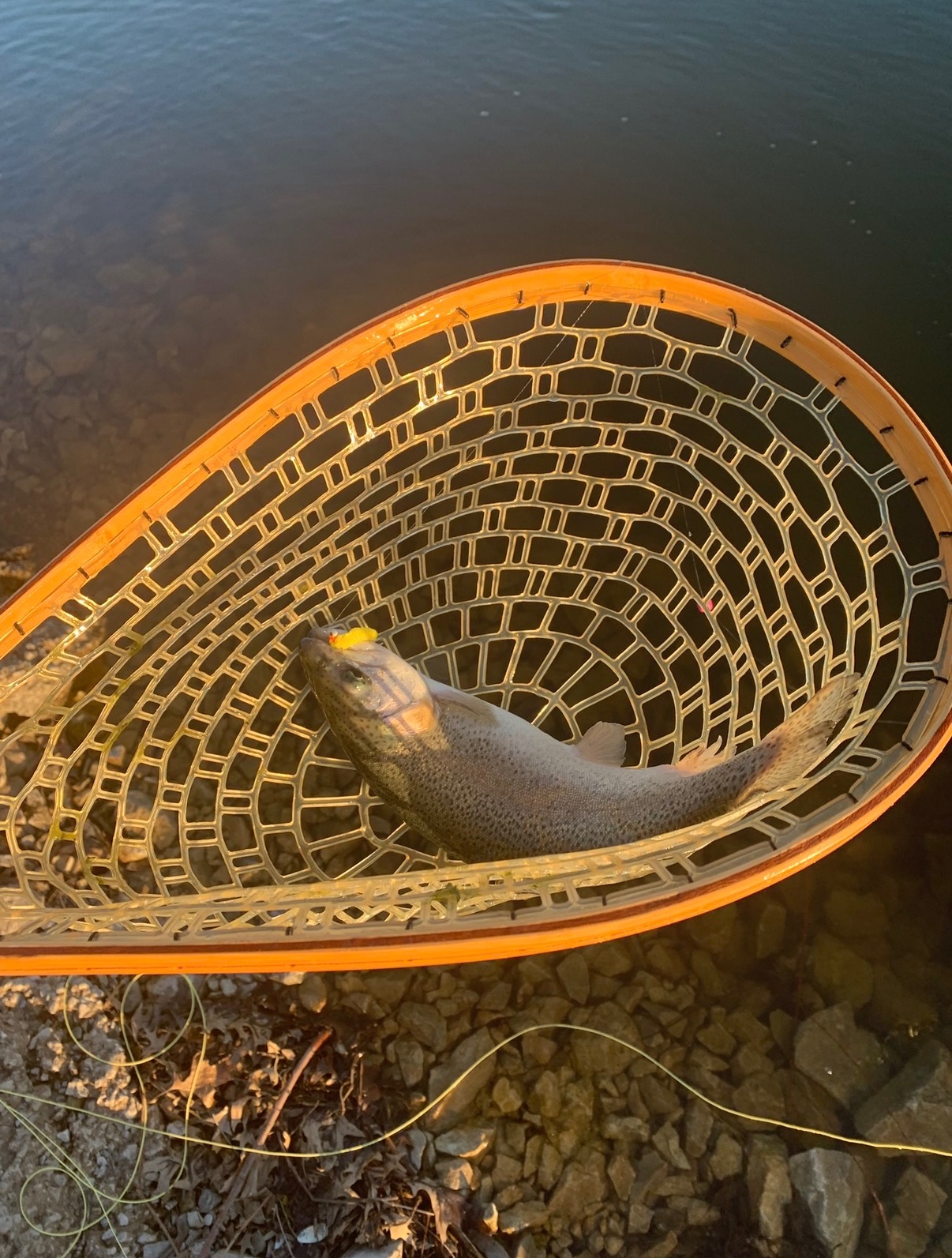 Fish in landing net